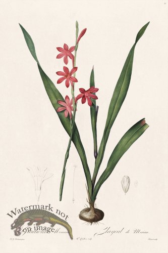 (image for) Les Liliacees Redoute 011