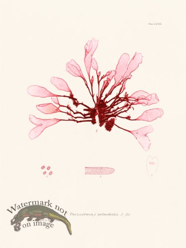 (image for) Bradbury Seaweed 081