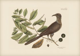 009 Cuckow of Carolina