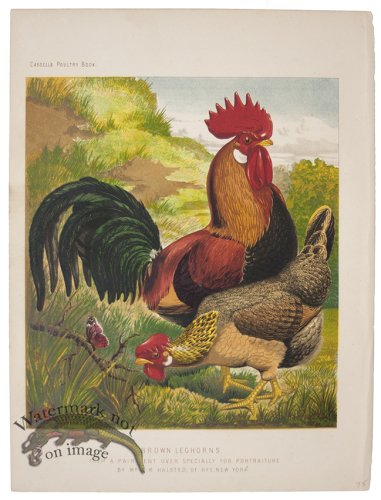 (image for) Brown Leghorns