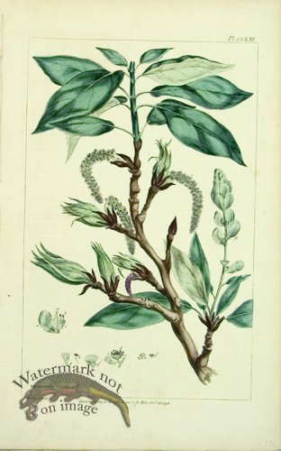 (image for) Philip Miller 007