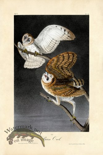 (image for) Barn Owl