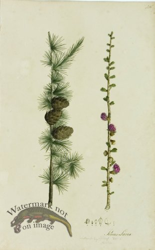 (image for) 1828_Gmp 057