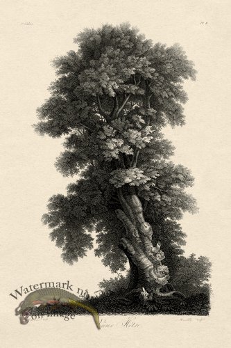 (image for) Defiennes Tree 08