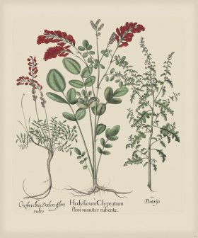 Besler 295 Colored B2