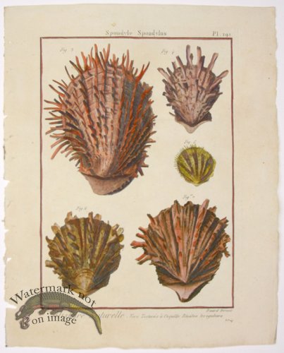 (image for) Diderot Shell 14