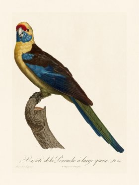 Barraband Parrot 080