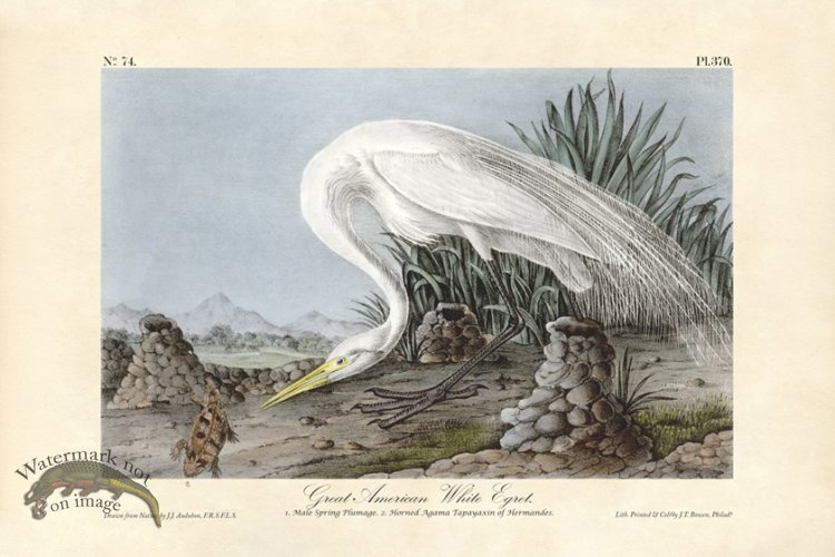 (image for) Great American White Egret