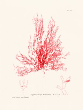 Bradbury Seaweed 116