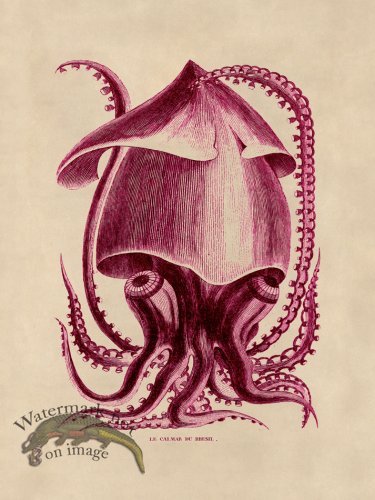 (image for) Octopus Pink 34