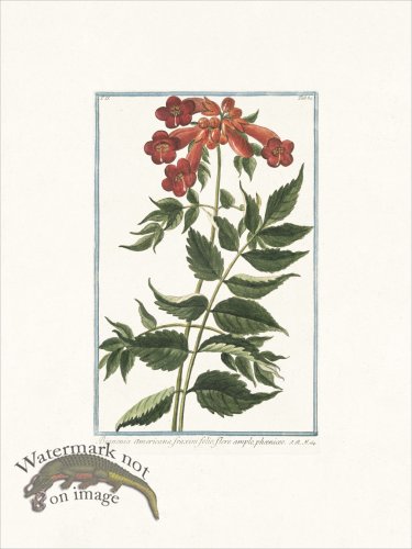 (image for) Bonelli 184 Trumpet-flower