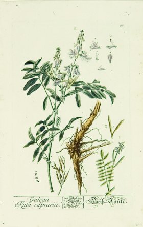 Blackwell German 096