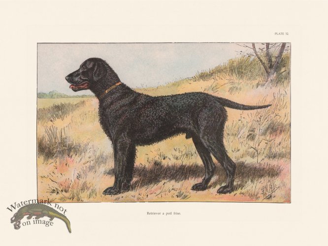 (image for) Les Chiens 032