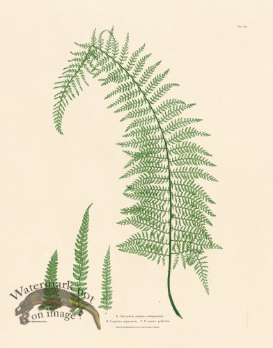 (image for) Bradbury Fern 12