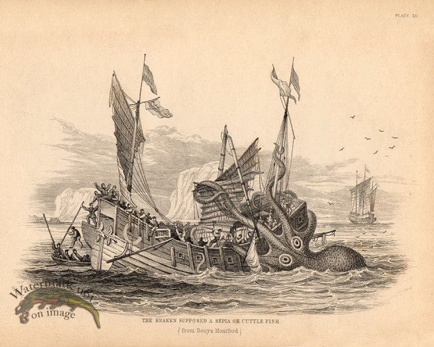 (image for) The Kraken