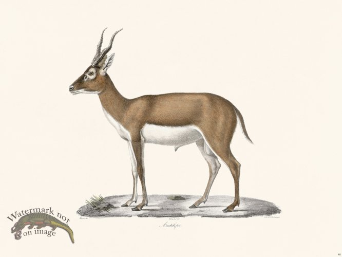 (image for) Cuvier 040 Antelope