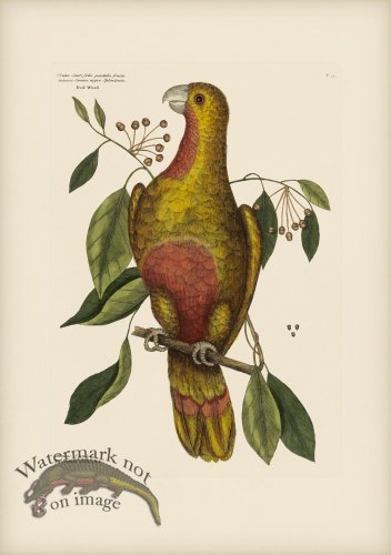 (image for) 010 Red Wood