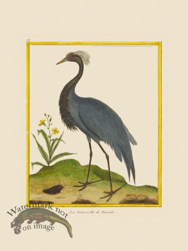 (image for) Martinet Bird 241