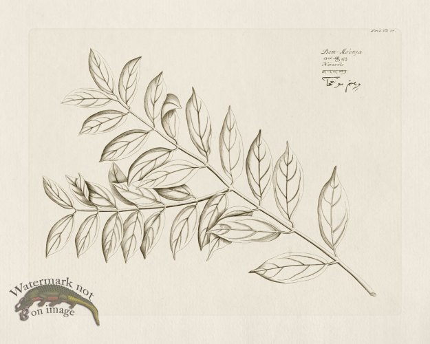 (image for) HORTUS VOl 05 57