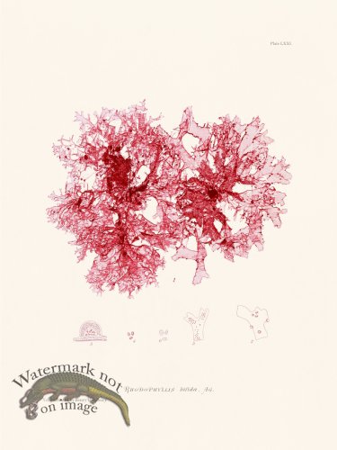 (image for) Bradbury Seaweed 071