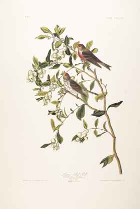 Lesser Red-Poll