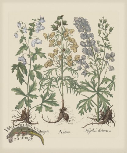 (image for) Besler 161 Colored B2