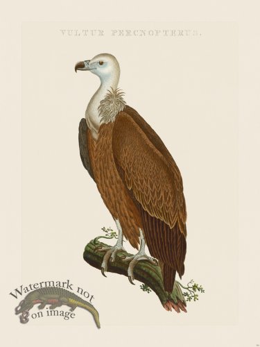 (image for) Nozeman Bird 116