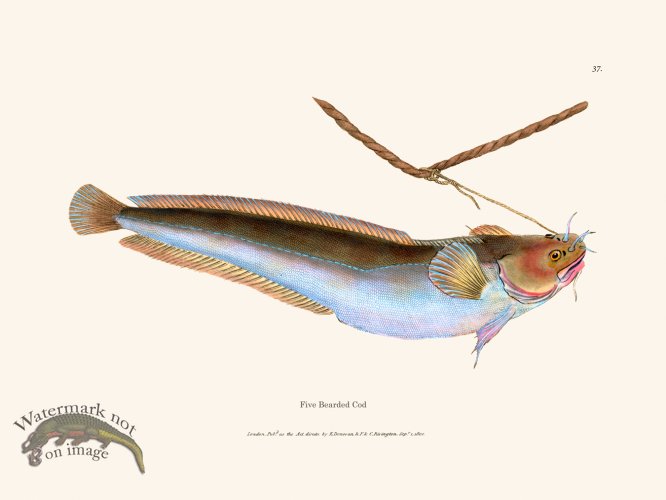 (image for) 037 Five Bearded Cod