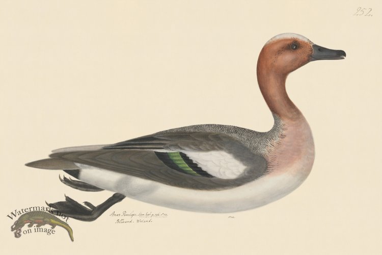 (image for) Rudbeck CFA 252 Eurasian Wigeon