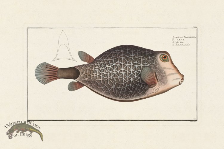 (image for) BLOCH FISH 131