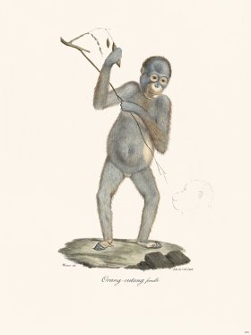 Cuvier 406 Orang Outang Female