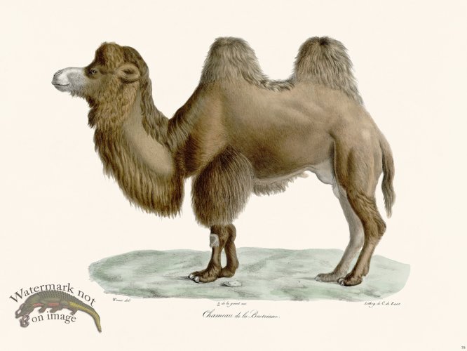 (image for) Cuvier 078 Camel of Bactria