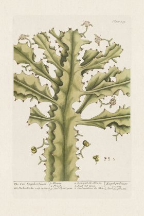 BEE 339 The true Euphorbium