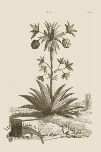 (image for) Abraham Munting 135