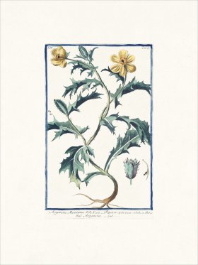 Bonelli 365 pricklypoppy