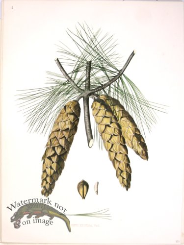 (image for) Lawson Pine Cone 19