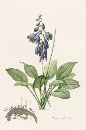 (image for) Les Liliacees Redoute 106