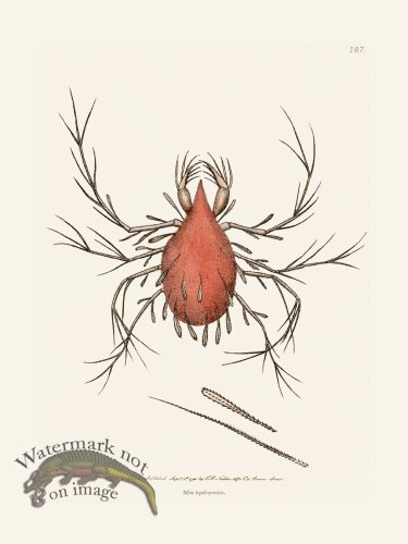 (image for) 187 Mite Lepidopterine