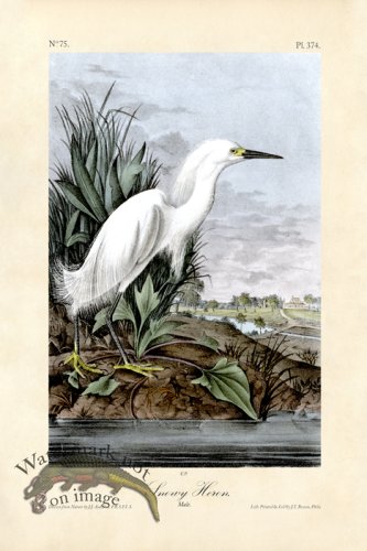 (image for) Snowy Heron