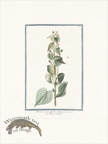(image for) Bonelli 051 fairy primrose