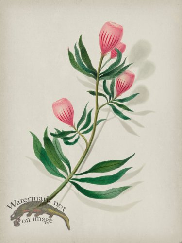 (image for) Andean Botanicals 014