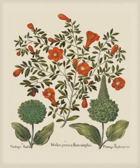 Besler 142 Colored B2