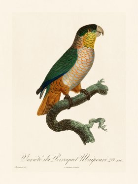 Barraband Parrot 120