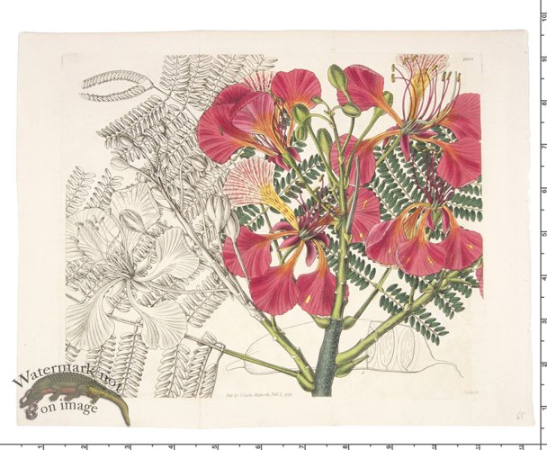 (image for) Curtis Botanical 072