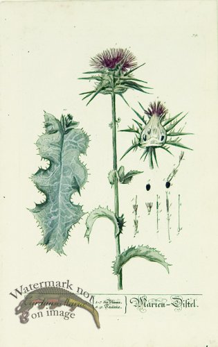 (image for) Blackwell German 015