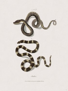 46 New Holland Caffowary