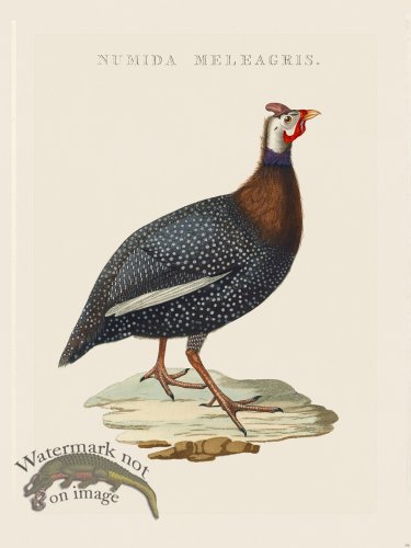 (image for) Nozeman Bird 136