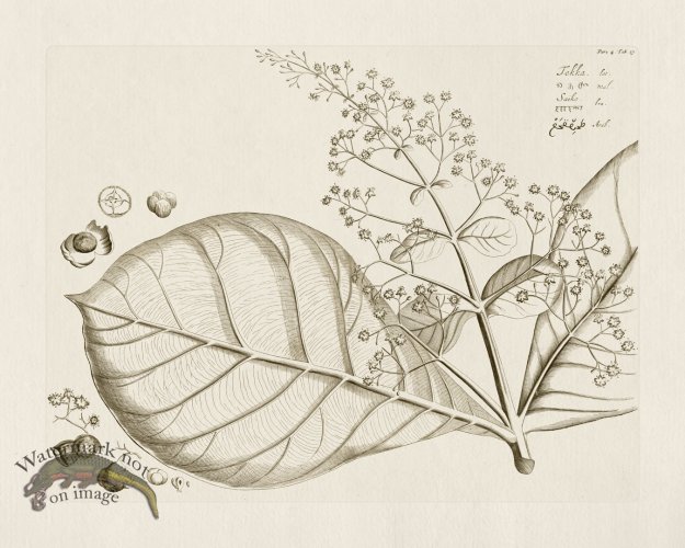 (image for) HORTUS VOL 04 27