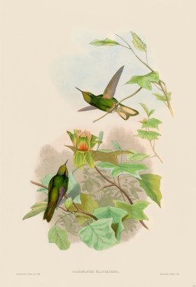 Gould Hummingbird 111