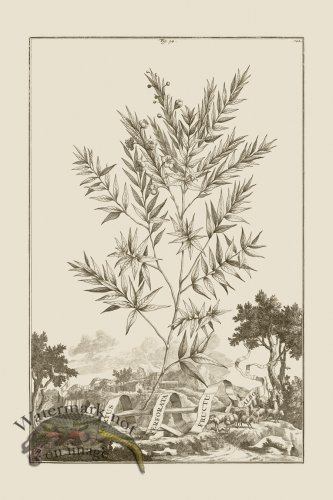 (image for) Abraham Munting 034